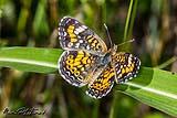 Texas Crescent Butterfly April 2023